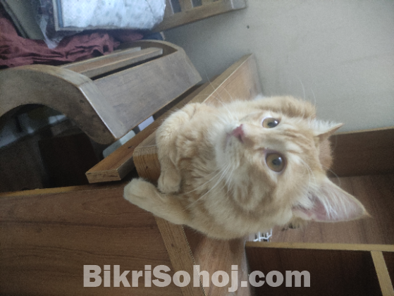 Cat